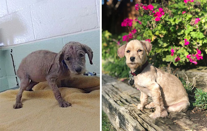 Spice’s Glo Up! She Came To The Shelter With Scabies And After Weeks Of Baths And Medication She’s Getting Adopted!