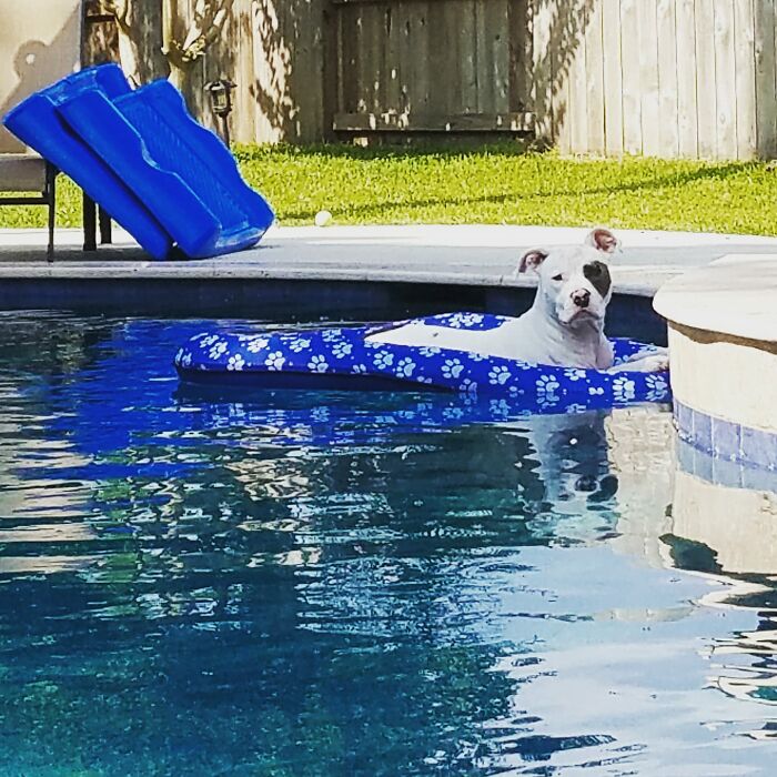 I Have Been Looking For This Boy For 30 Minutes. I Thought Maybe He Escaped Our Back Yard... Nope He Just Getting Some Relaxing Time In The Pool Without Me!