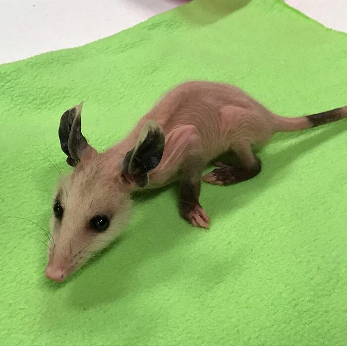 Hairless Opossum Was Saved In Lubbock From Cold Wilderness, And The People Are Knitting Sweaters For Her