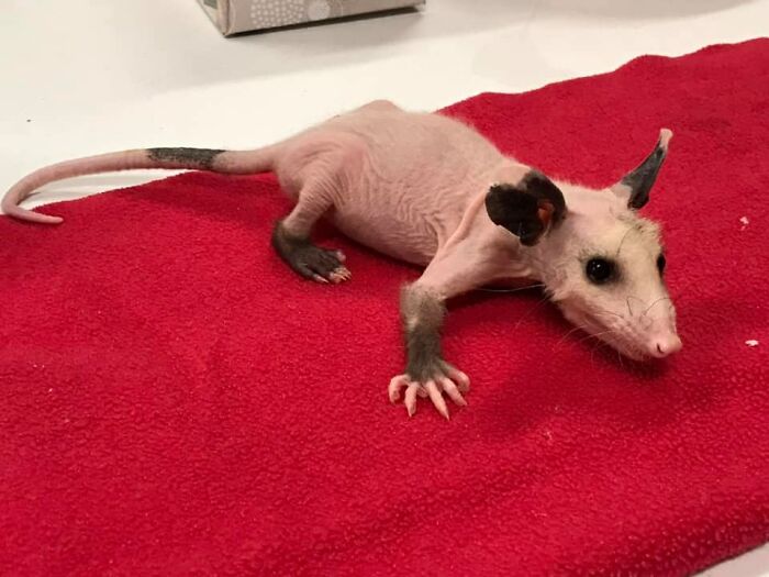 Hairless Opossum Was Saved In Lubbock From Cold Wilderness, And The People Are Knitting Sweaters For Her