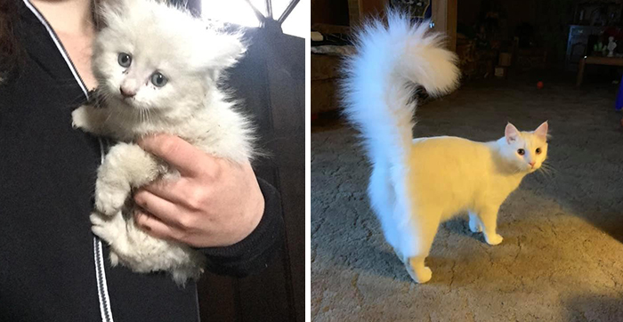 Before-After-Pet-Challenge