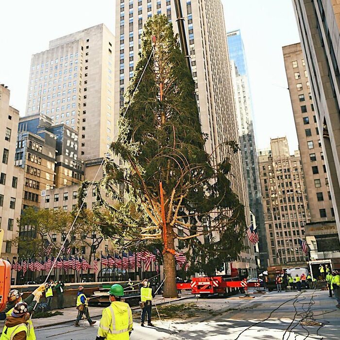 Rockefeller Center Put Up A Christmas Tree, Everyone Started Mocking It, So They Clapped Back