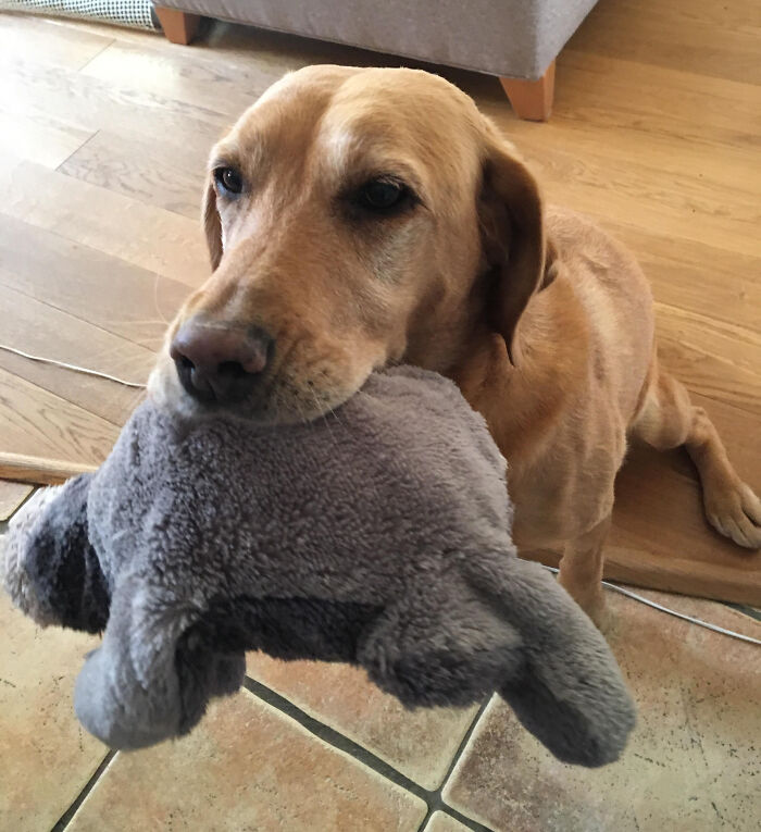 My 12-Ish Year Old Dog Has Adopted This Eeyore Plushie As A Baby And Carries It About All Day