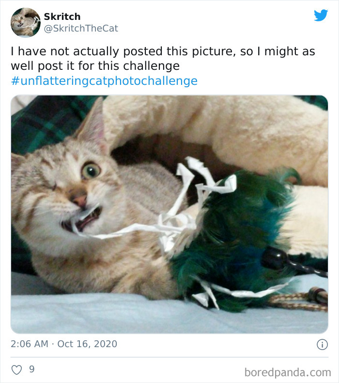 Unflattering-Funny-Cat-Photo-Challenge