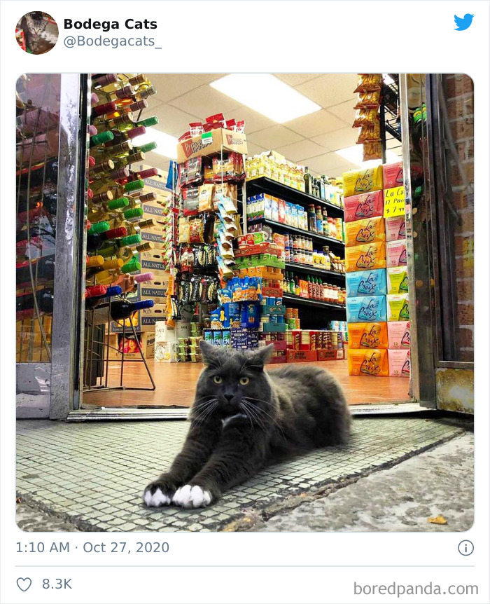 Shop-Bodega-Cats