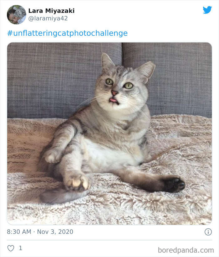 Unflattering-Funny-Cat-Photo-Challenge