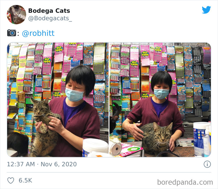 Shop-Bodega-Cats