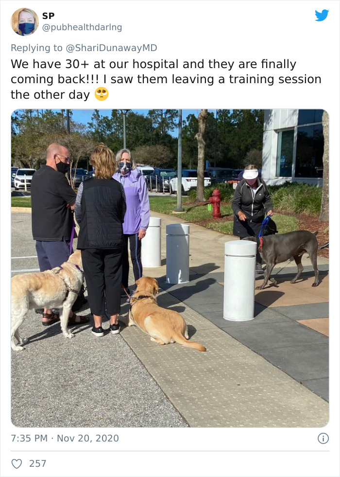 Hospital Hired A Dog Employee Whose Only Job Is To Go Around Saying Hi To Other Employees While They Work