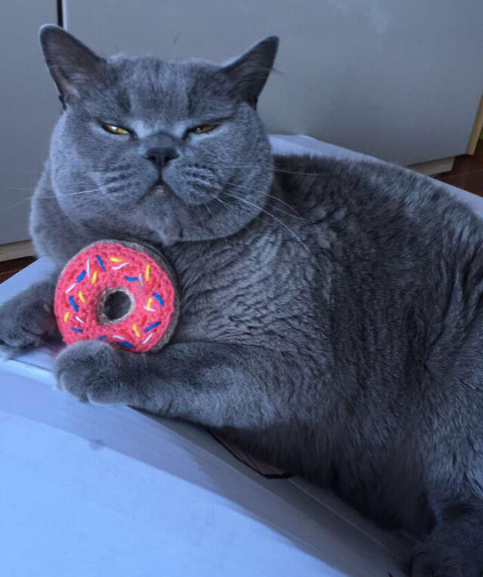 Ollie Is Still Obsessed With His Toy Donut That He Received From Secret Santa Almost Two Years Ago