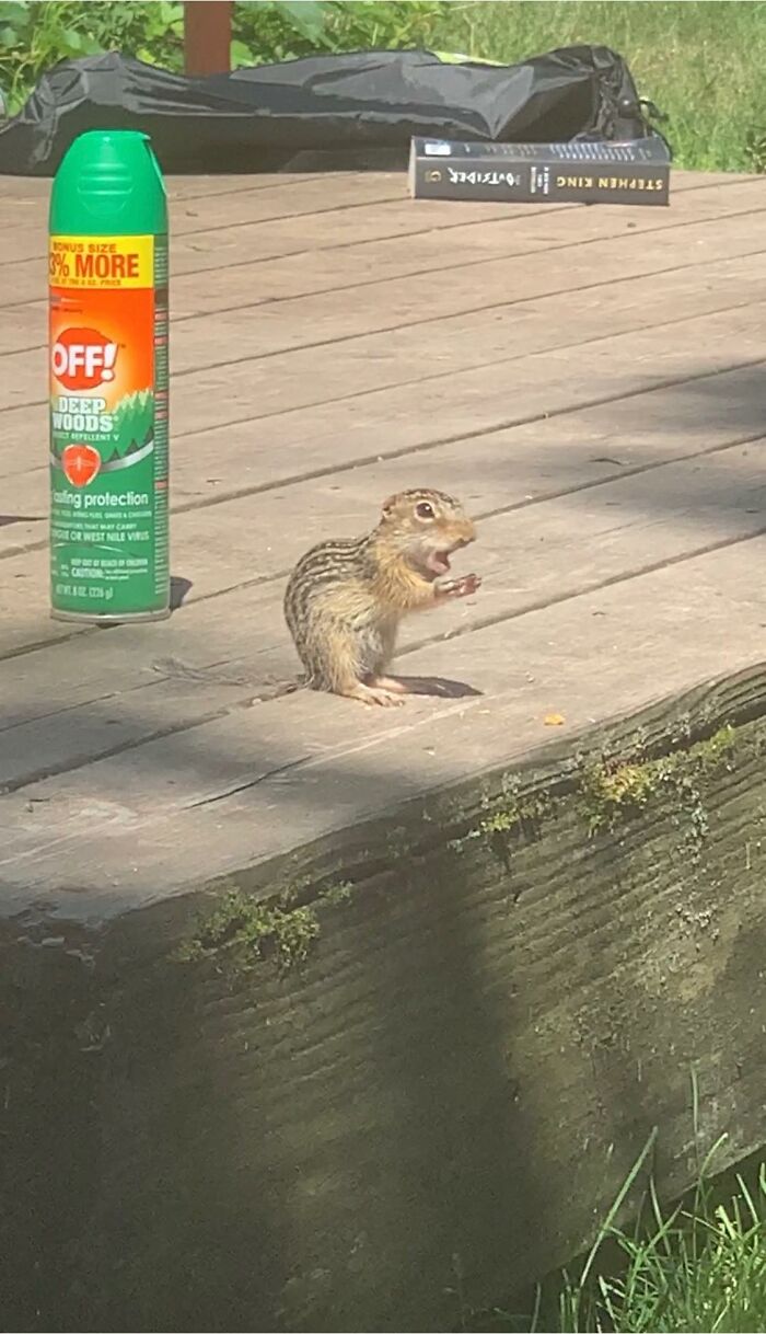 Tried To Take A Picture Of This Striped Gopher Eating A Snack