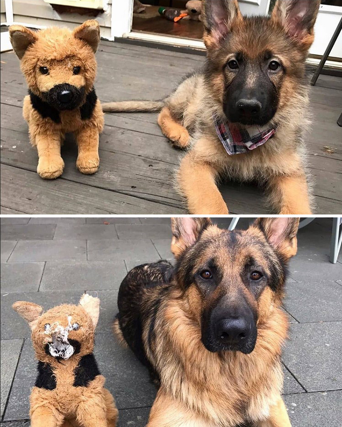 A Good Boy Growing Up With His Favorite Toy