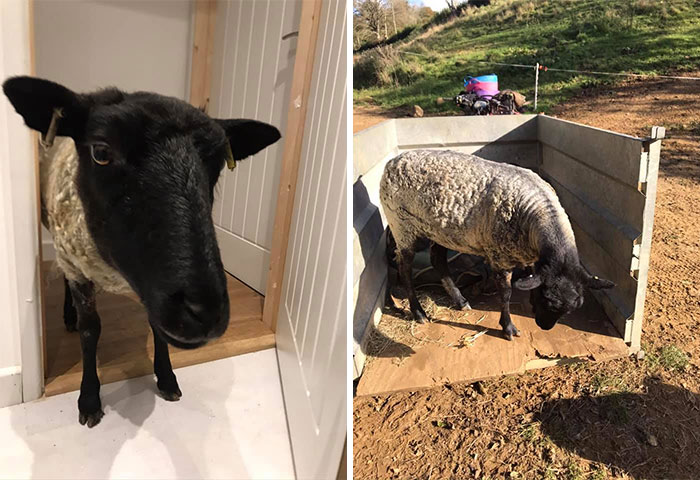 This Is Shadow. Shadow Doesn’t Realise She’s A Sheep