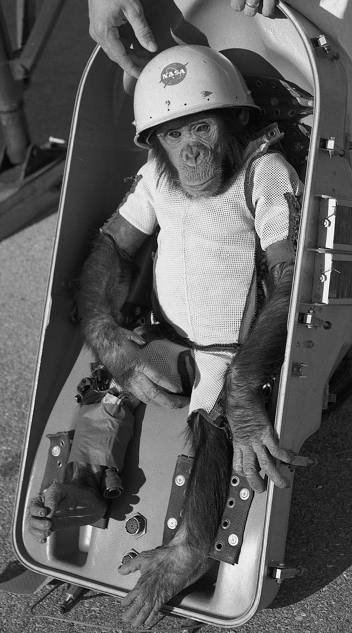 Ham The Chimpanzee Preparing For His Mercury-Redstone 2 Test Flight, Conducted On January 31, 1961