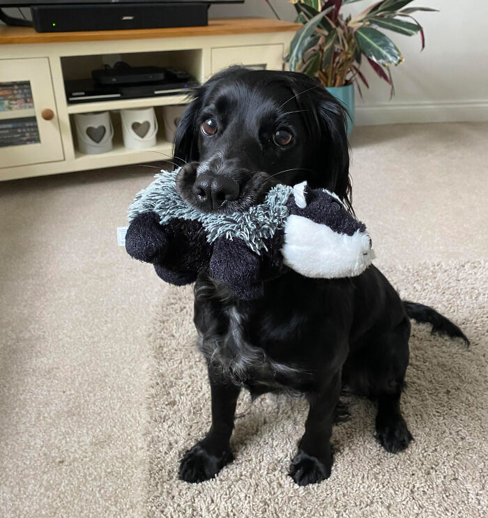 My Spaniel Will Only Put Down Her Toy Badger When It’s Time To Eat