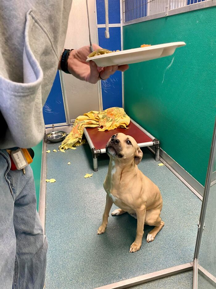 Nearly 80 Shelter Animals Get Treated To A Festive Thanksgiving Meal