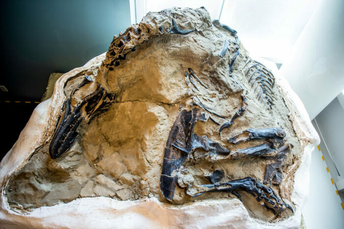 The World’s First Complete T-Rex Skeleton That’s 67 Million Years Old