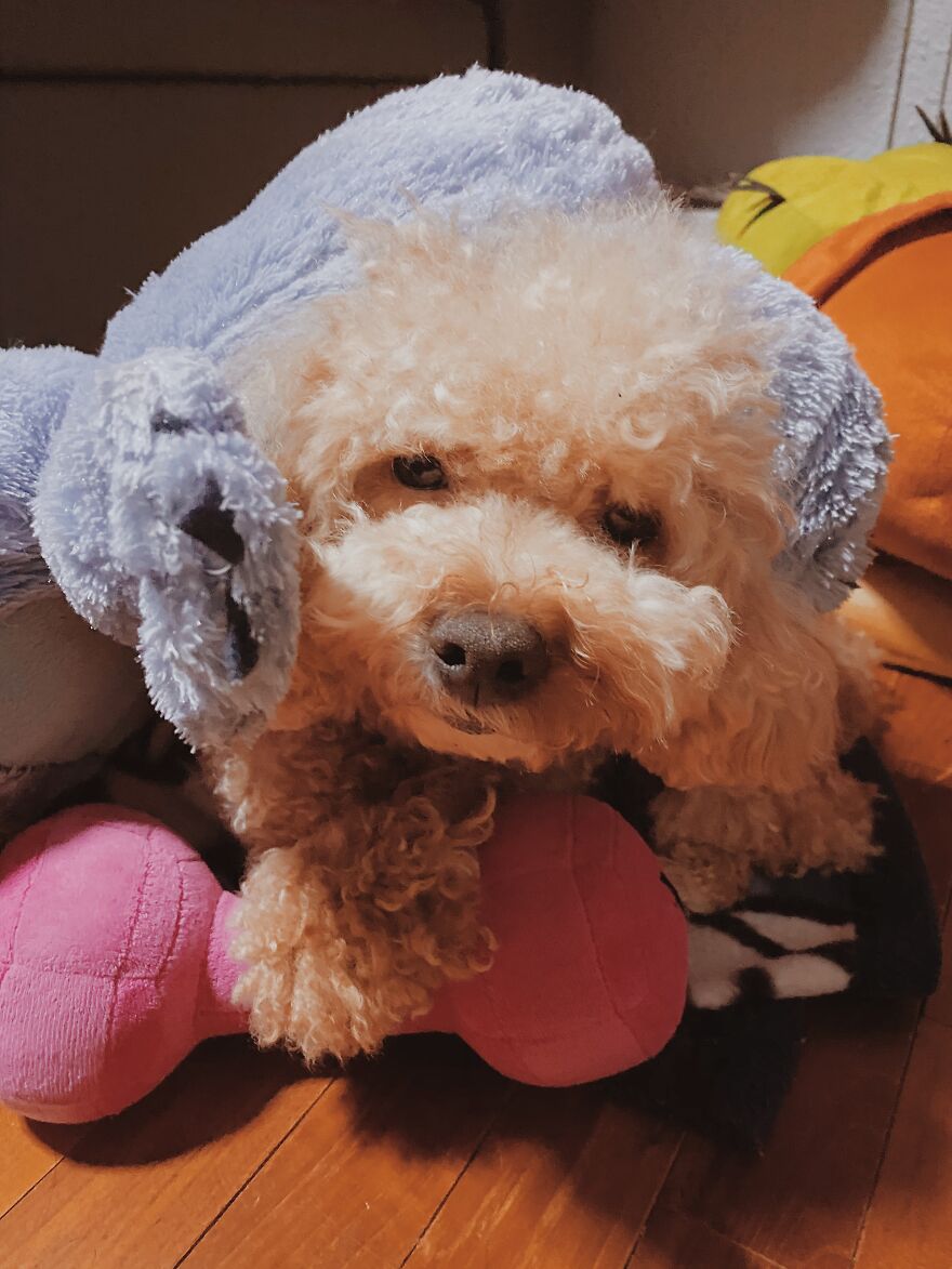 Unimpressed Doggo Unimpressed Doggo