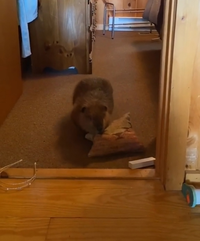 Baby Beaver Gets Rescued, Ends Up Building ‘Dams’ In Rescuer’s Home Using Random Household Items