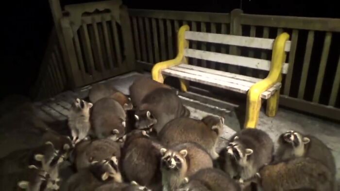 Every Night, This Man Feeds Hot Dogs To This Pack Of Raccoons As Per His Late Wife's Wish