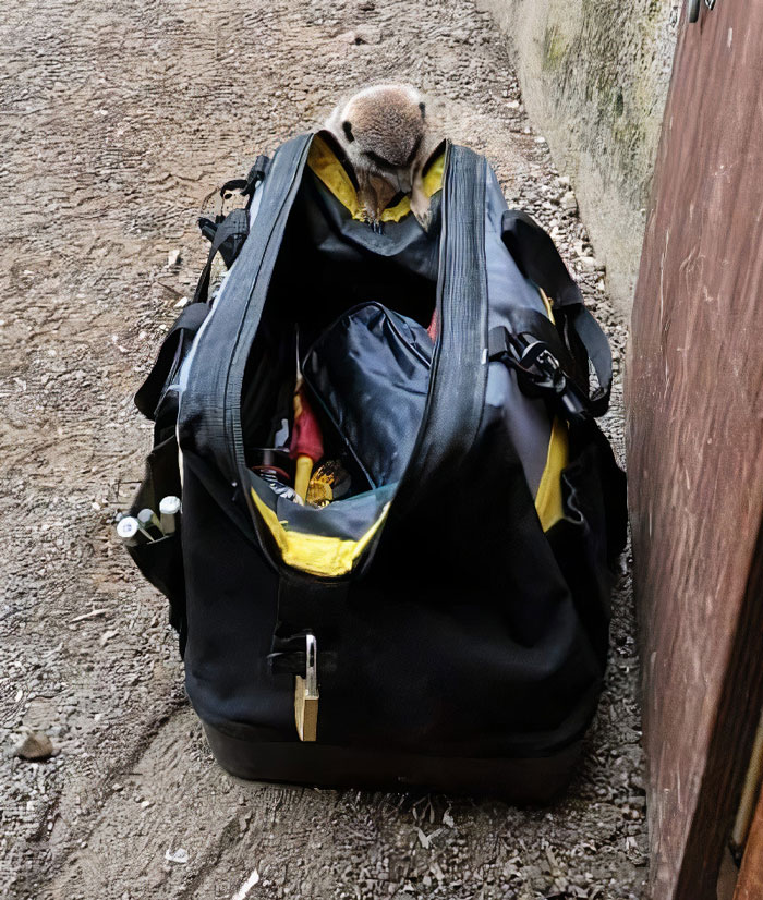 This Dad’s An Electrician In A Zoo And Here’s How He Spent His Morning With A Bunch Of Meerkats