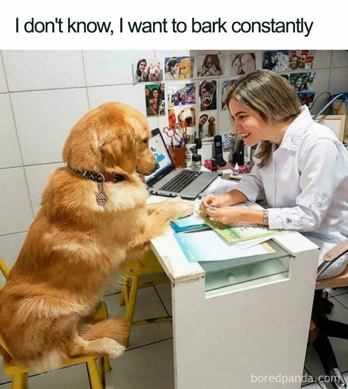 I Don't Know, I Want To Bark Constantly