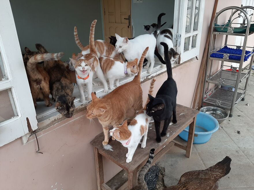 Vietnam's First Farm Sanctuary And Animal Rescue Helps All Kinds Of Animals  Who Are Suffering From Cruelty And Neglect | Bored Panda