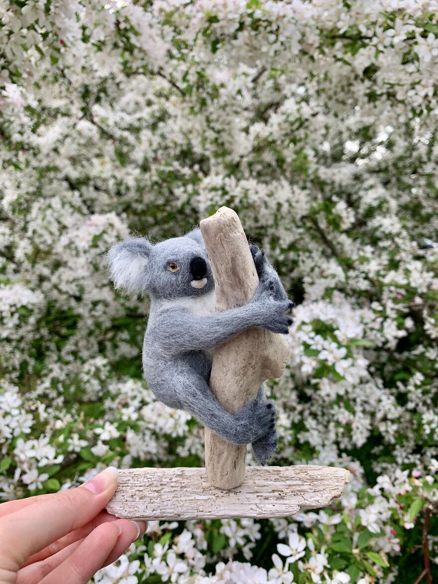 Koala On Driftwood