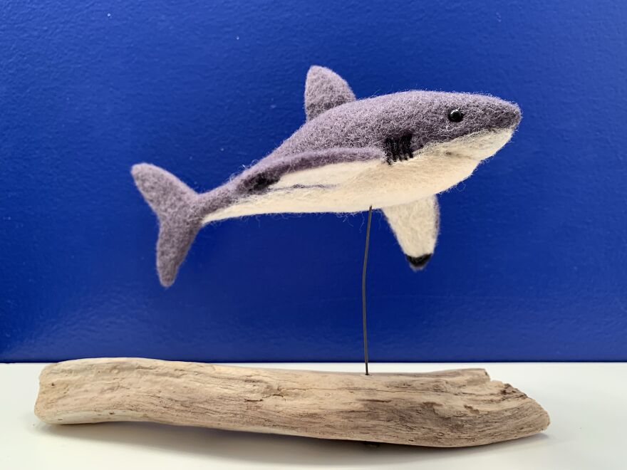 Great White On Driftwood