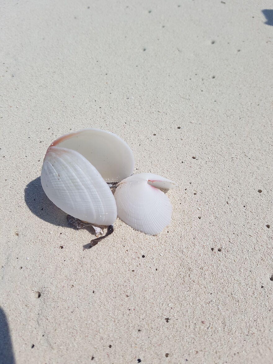 Love Shells