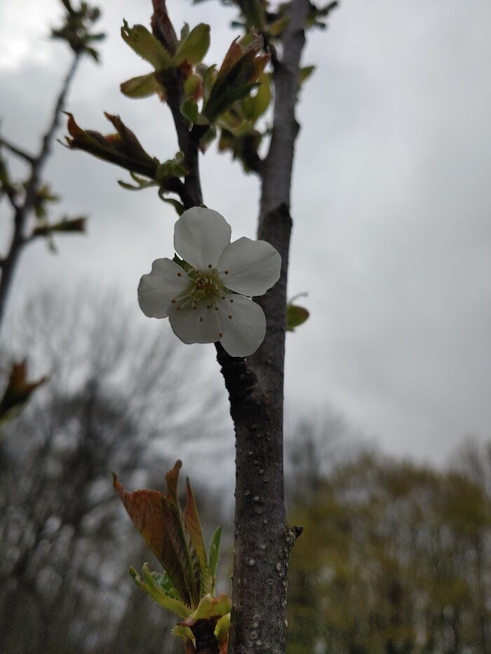Pear Blossom On A Cloudy Day