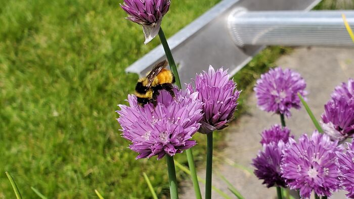 Bumble-Bee On Chive Blooms