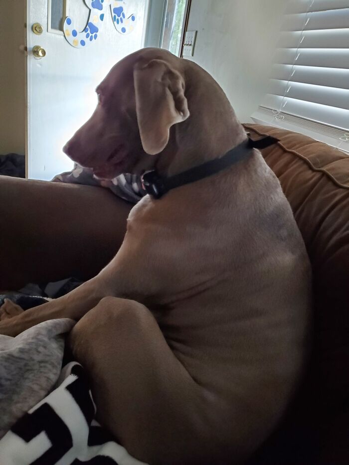 River The Weim Thinks He Is A People