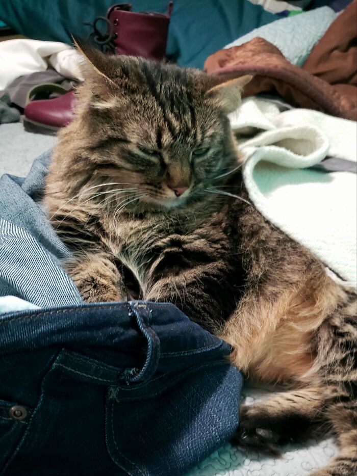 Rex Likes To Tuck His Paws In Freshly Removed Pants, But He Does Not Like You Judging Him For It.