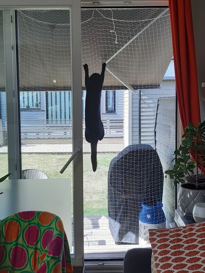 Let Me Out Hooman! (He Was In Foster Care, So He Couldnt Go Outside)