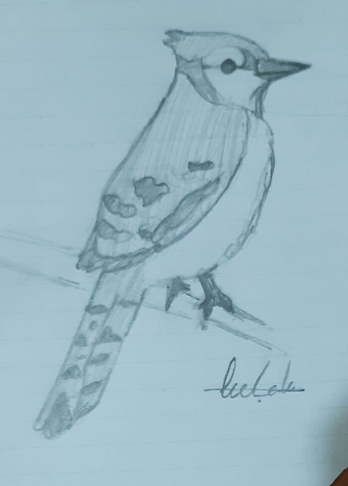 My Blue Jay Sketch