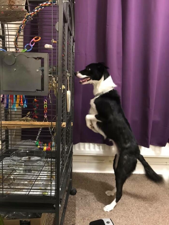 We Recently Got A Parrot. Gizmo Loves Him And Needs To See Him 24/7. I Told Gizmo That He’s Not Allowed To Touch The Cage. Gizmo Found A Solution. I Want To Shame Him, But I Feel Like I Should Congratulate Him.