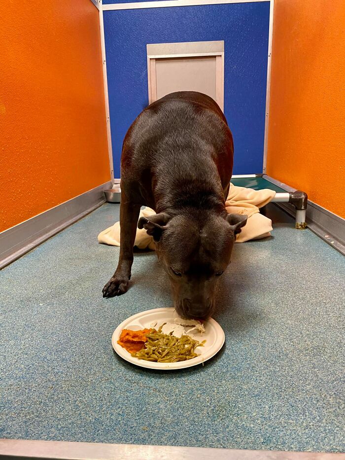 Nearly 80 Shelter Animals Get Treated To A Festive Thanksgiving Meal