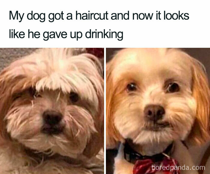 If This Dog Can Stop Drinkin, You Can