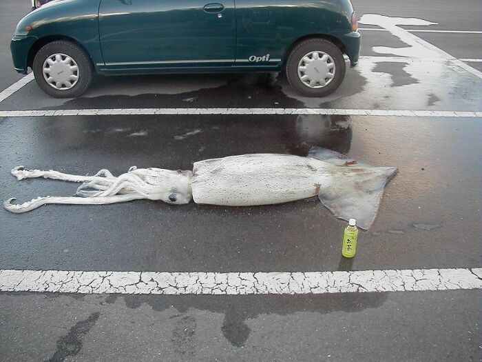 Oh, Let Me Just Park My Squid