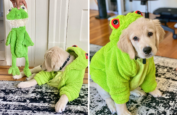 For His First Halloween, Jeeves Dressed Up To Match His Favorite Toy, Frog! 🐸