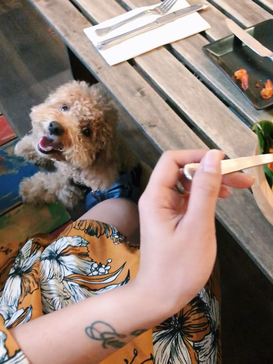 Unimpressed Doggo Unimpressed Doggo