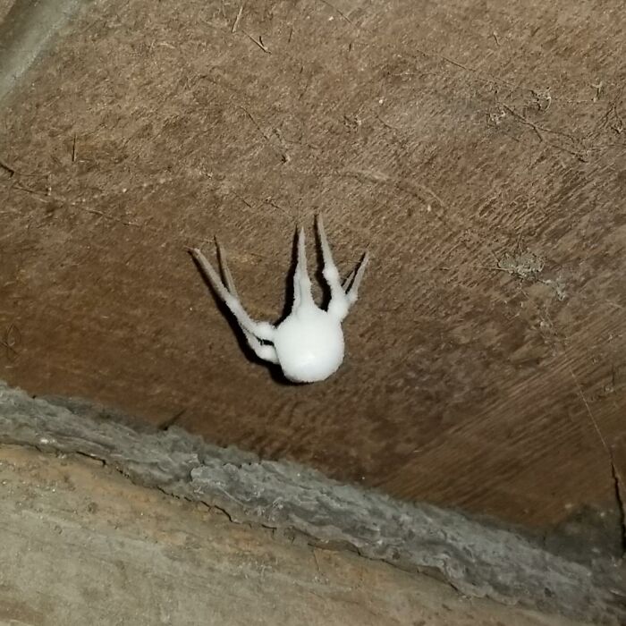 A "Zombie Spider" - Spider Covered In Fungus, Half-Dead, Half-Alive Which Can Crawl Around. Found In My Basemen