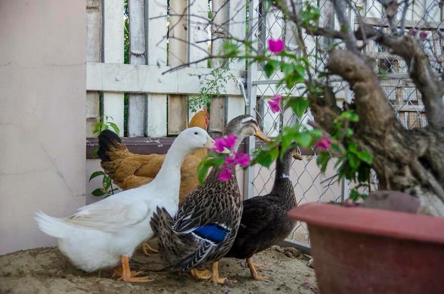 Vietnam's First Farm Sanctuary And Animal Rescue Helps All Kinds Of Animals Who Are Suffering From Cruelty And Neglect