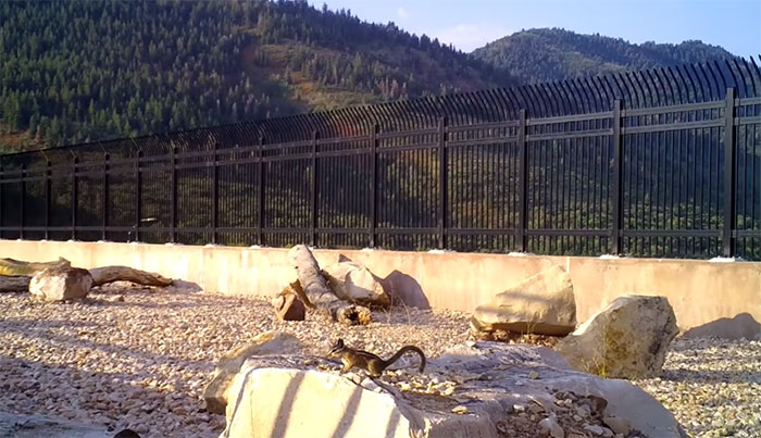 The Highway Overpass In Utah Is A Major Success And The Video Shows Many Wild Animals Using It To Avoid Danger