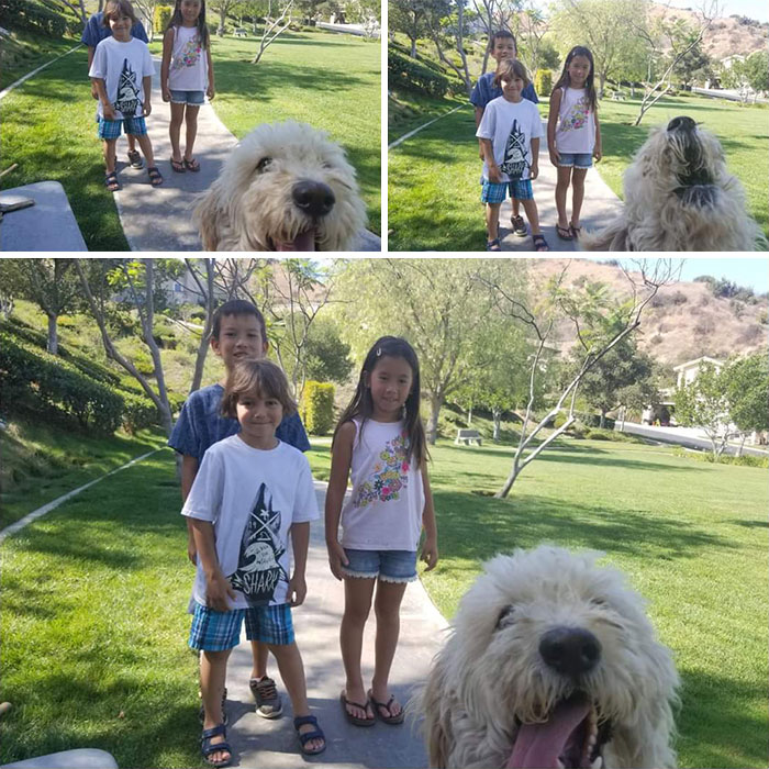 My Mom Just Wanted To Take A Picture Of My Little Cousin And His New Friends And My Dog Kept Photobombing