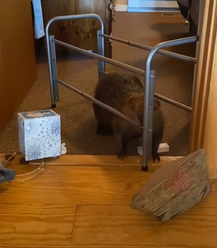 Baby Beaver Gets Rescued, Ends Up Building ‘Dams’ In Rescuer’s Home Using Random Household Items