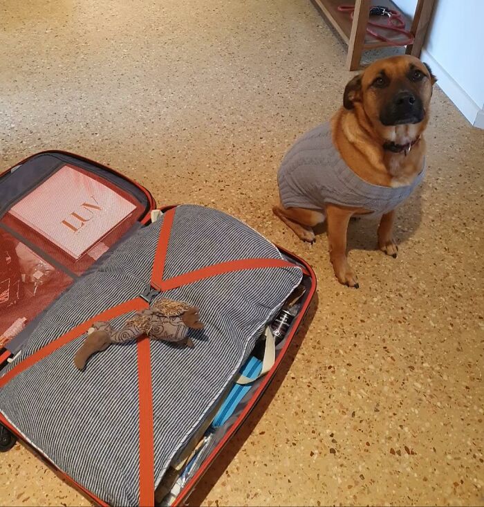 Bonnie ha puesto su juguete en mi maleta