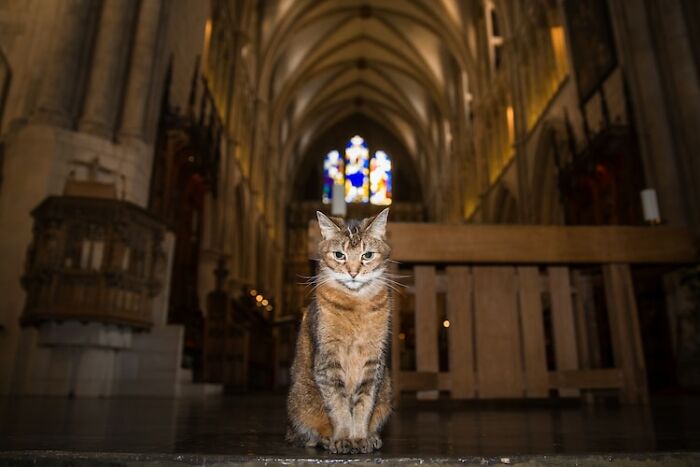 Cat Who Lived In A Church For 12 Years Passes Away, The Church Gives Her An Entire Memorial Service