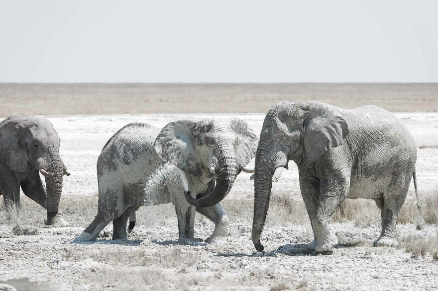 Bull Elephant Mud Spraying