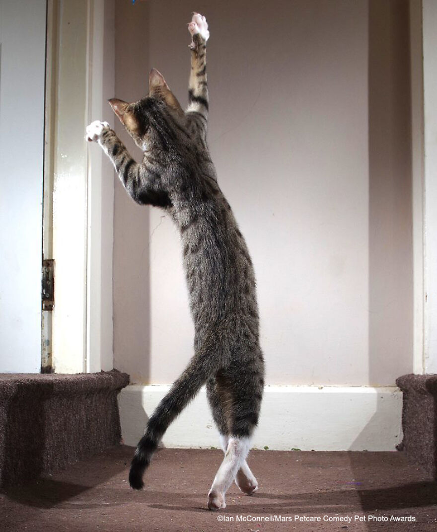Highly Commended Winner: 'The Dancing Cat' By Iain Mcconnell